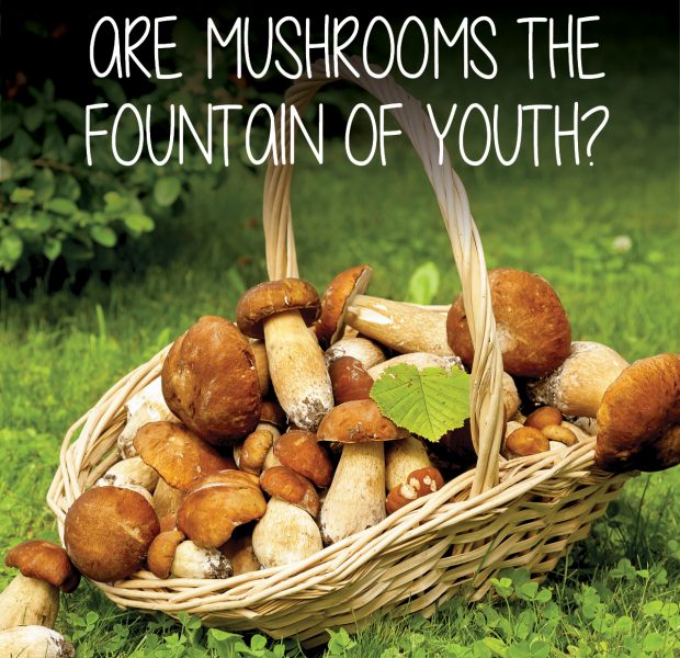 Mushrooms fountain of youth