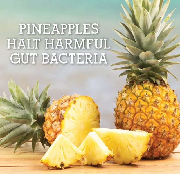 Pineapples Halt Harmful Gut Bacteria