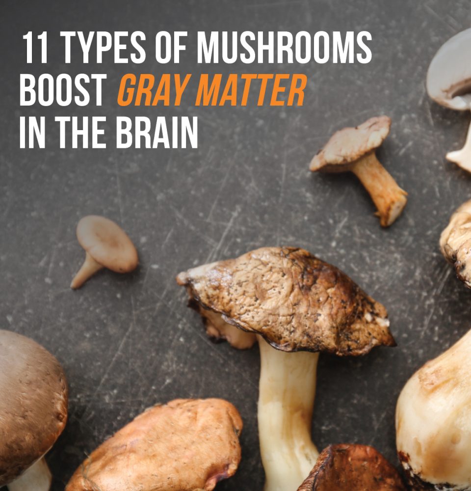 Mushrooms Boost Gray Matter